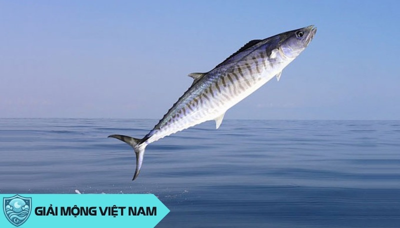 Nằm mơ thấy cá thu ý nghĩa và điềm tương lai gì? Cá thu số mấy?