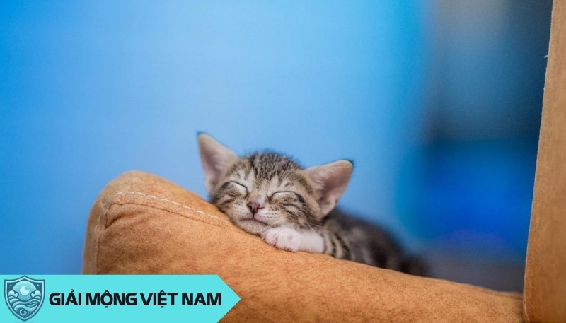 Nằm mơ thấy nuôi mèo: Khám phá khía cạnh vui vẻ và sáng tạo trong cuộc sống