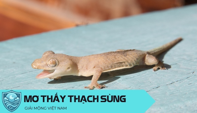 Nằm mơ thấy thạch sùng: Điềm báo may mắn từ loài bò sát bám tường, đánh con gì?