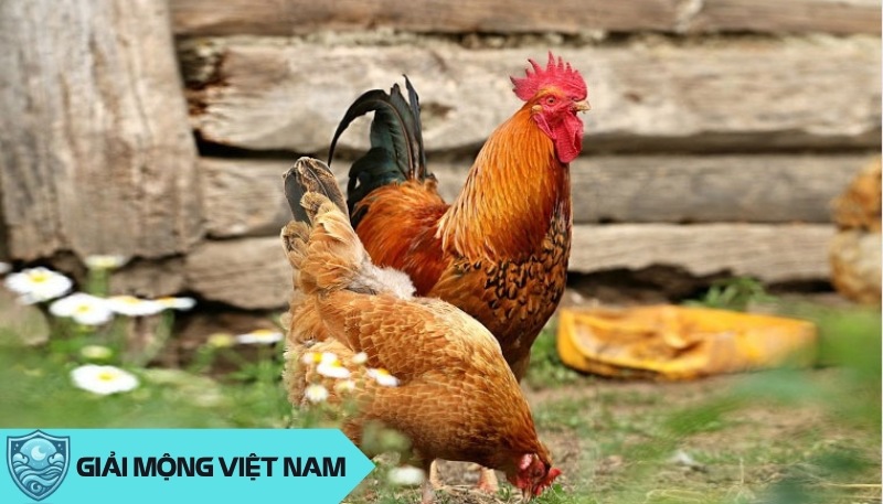 Nằm mơ thấy 2 con gà mang điềm báo về sự thay đổi lớn trong cuộc sống ra sao?