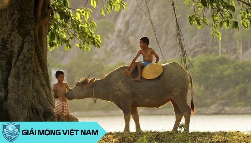 Nằm mơ thấy chăn trâu: Điềm báo tốt lành từ công việc chăm chỉ và bình dị