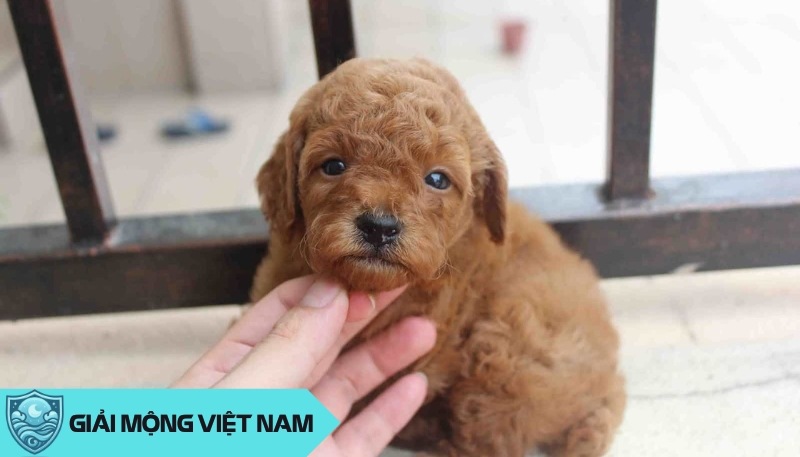 Nằm mơ thấy chó con mang ý nghĩa lành hay dữ, nên đánh đề con gì dễ trúng?