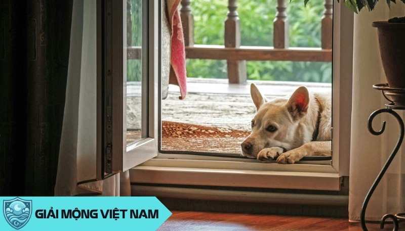 Nằm mơ thấy chó đi vào nhà: Cơ hội và thách thức, Hướng dẫn giải mộng chi tiết