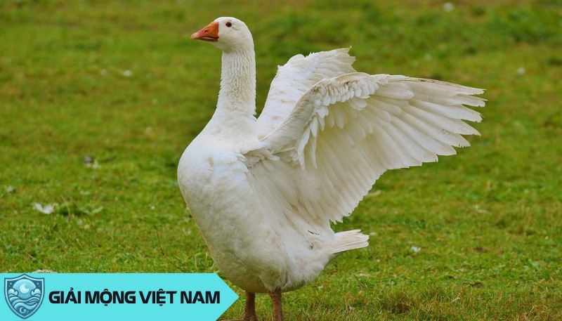 Nằm mơ thấy ngỗng: Điềm báo từ loài chim giữ nhà thông minh, đánh con gì?