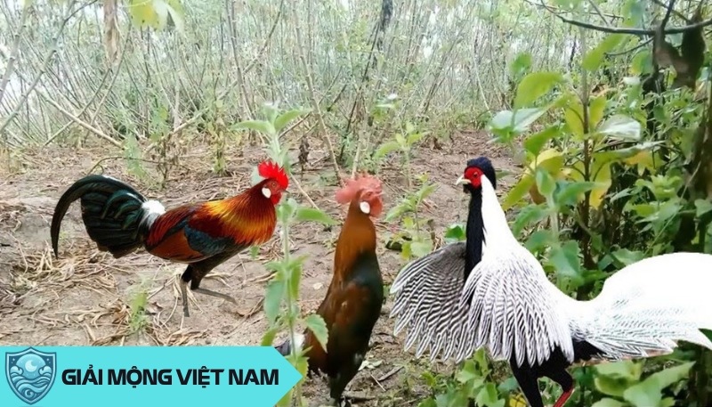 Nằm mơ thấy gà rừng: Biểu tượng hoang dã và tự do trong tâm thức