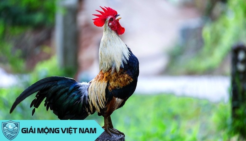 Nằm mơ thấy gà trống: Điềm báo của sự mạnh mẽ và bảo vệ, đánh con gì?