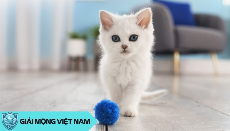 Nằm mơ thấy mèo con: Khám phá điềm báo từ mê tín đến khoa học và con số may mắn