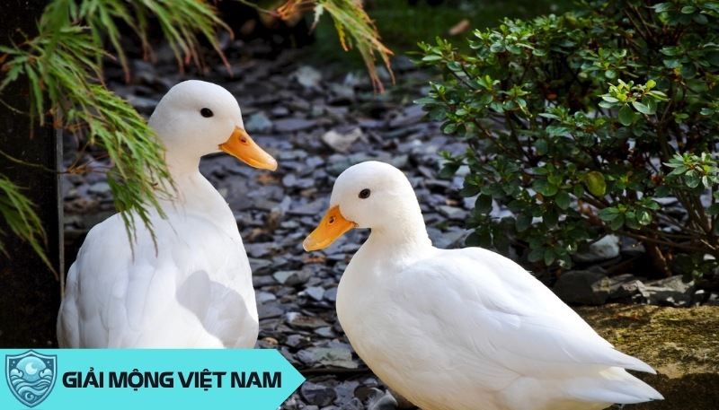 Nằm mơ thấy vịt: Giải mã ý nghĩa tâm linh từ loài chim thủy cầm, dự đoán đánh con gì?