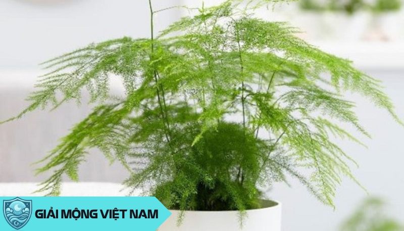 Cây phong thủy với cung Bọ Cạp – Bí quyết thu hút may mắn và sức mạnh nội tâm