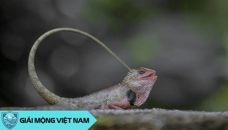 Tắc kè vào nhà là điềm hên hay xui? Tín hiệu tâm linh hay hiện tượng tự nhiên?