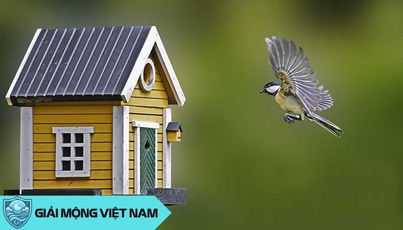 Nằm mơ thấy chim bay vào nhà: Tự do đột phá hay xâm phạm không gian, đánh số mấy?