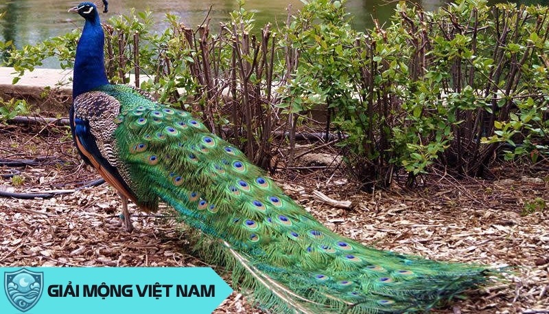 Nằm mơ thấy chim công: Giải mã điềm báo từ âm đến dương trong phong thủy