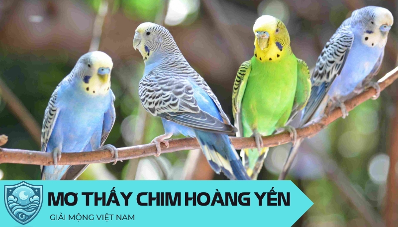 Nằm mơ thấy chim hoàng yến và những điềm báo từ u ám đến tươi sáng