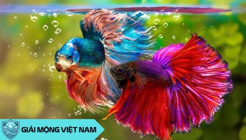 Nằm mơ thấy các loại cá cảnh (cá Koi, cá rồng, cá bảy màu, cá betta, neon) điềm báo tốt hay xấu?