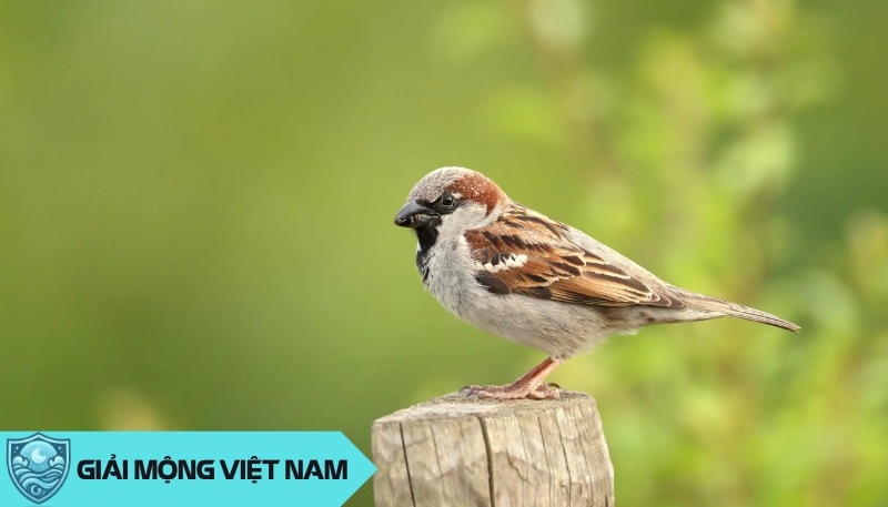 Nằm mơ thấy chim sẻ: Điềm báo tương lai về tổ ấm và hạnh phúc – Chim sẻ số mấy?